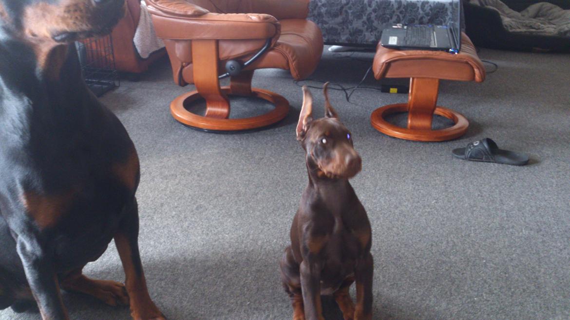 Dobermann Casa di fera Beatrisse billede 10