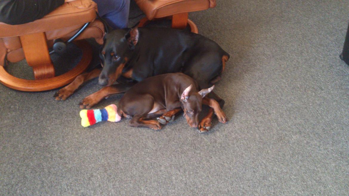 Dobermann Casa di fera Beatrisse billede 13