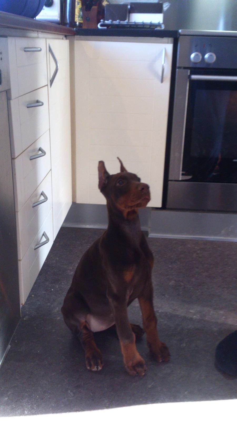 Dobermann Casa di fera Beatrisse billede 1