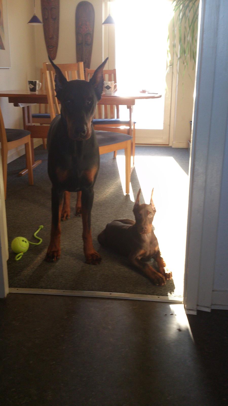 Dobermann Casa di fera Beatrisse billede 14