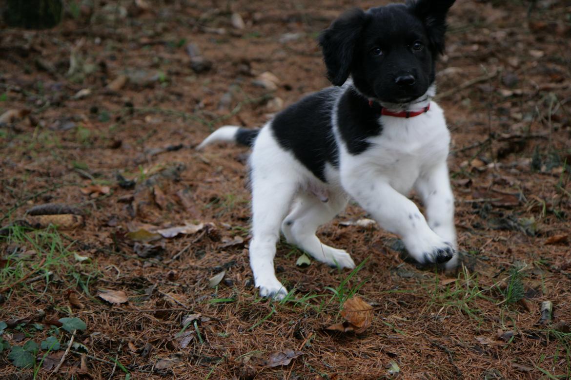 Stabijhoun Dino - Velkommen til Dino's profil. billede 1