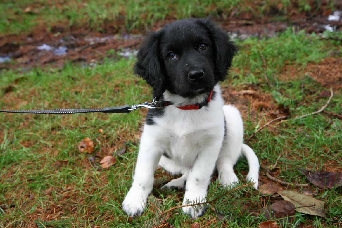 Stabijhoun Dino - Dino er så sød når han sidder og ligger hovedet på skrå. billede 3