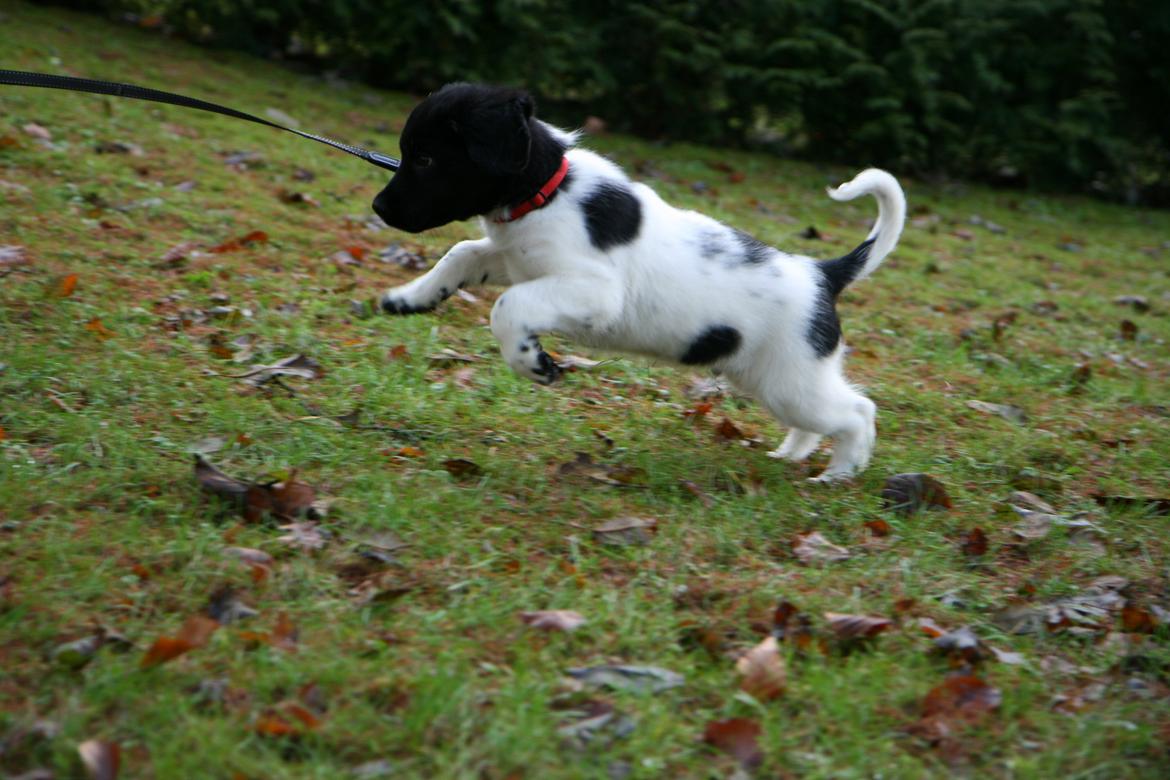 Stabijhoun Dino - Dino's favorit beskæftigelse er at fange blade. billede 4