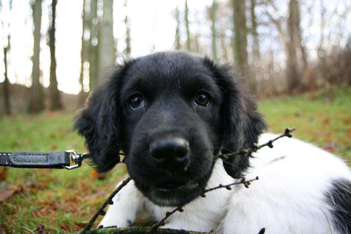 Stabijhoun Dino - Så klog han kan se ud. billede 5
