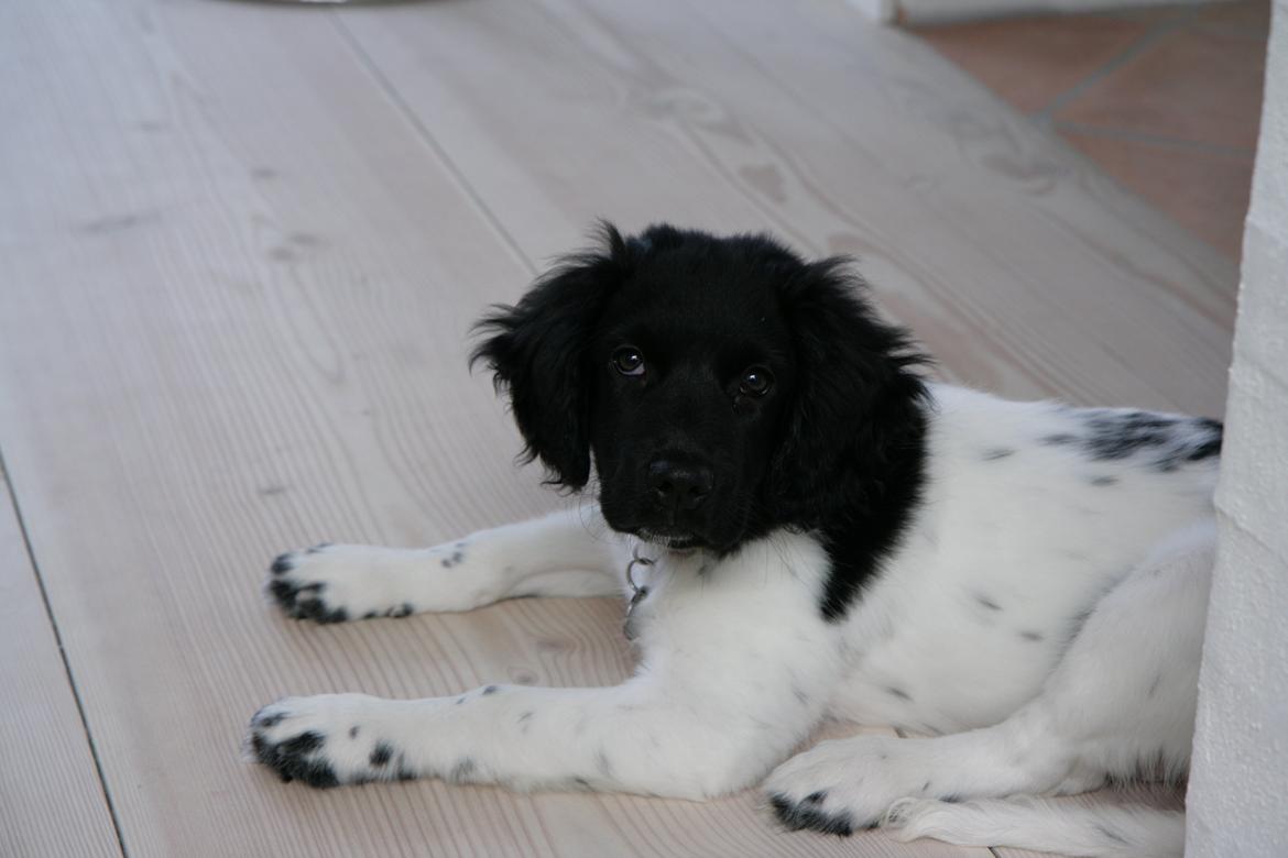 Stabijhoun Dino - En træt Dino der er på vej til at tage en lur. billede 6