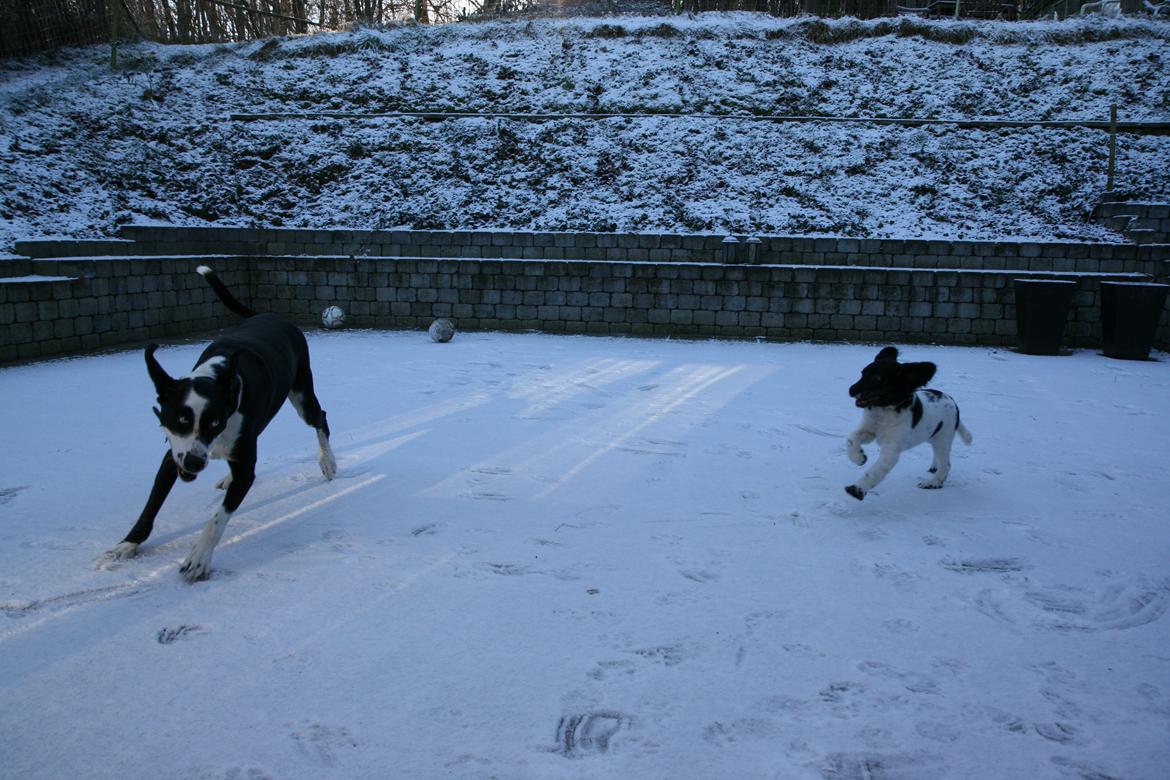 Stabijhoun Dino - Vild leg med nabohunden. billede 7