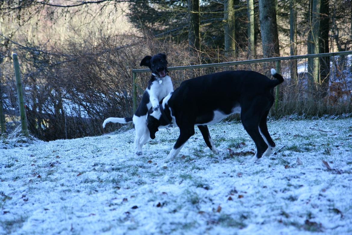 Stabijhoun Dino billede 8