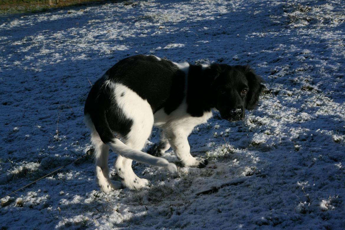 Stabijhoun Dino billede 9