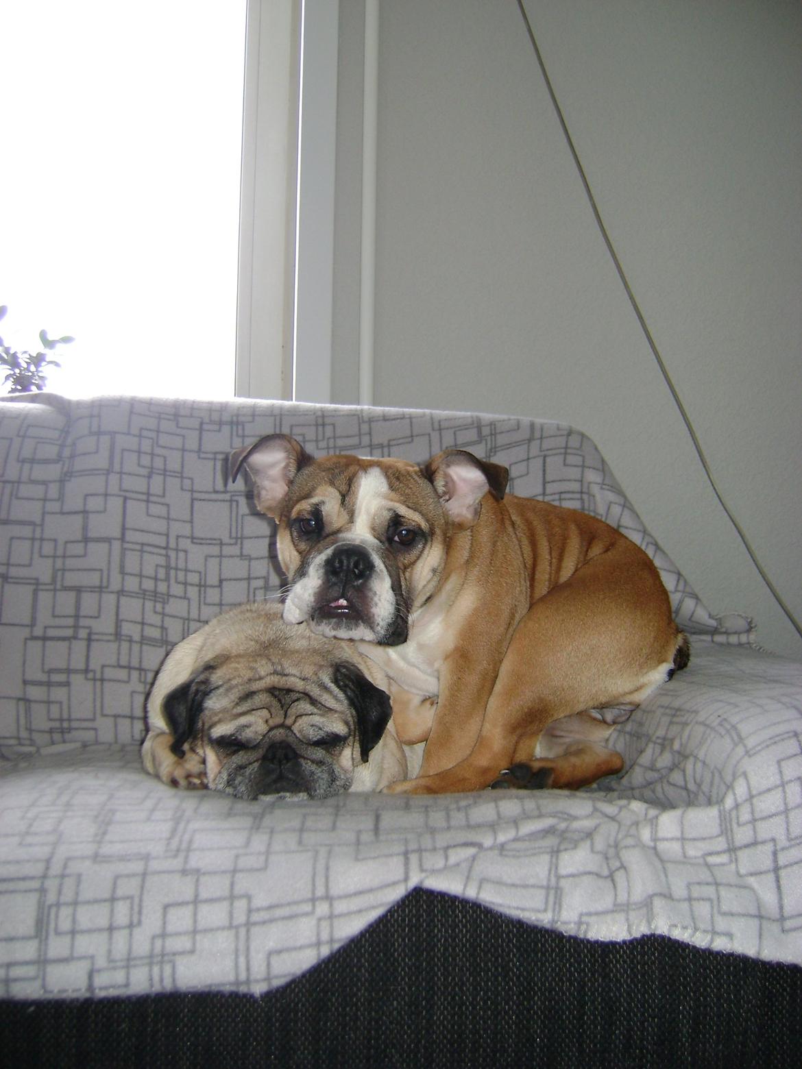 Blanding af racer Emma - Her er Emma næsten lige flyttet ind hos os og Kessler som hun ses sammen med her. billede 5