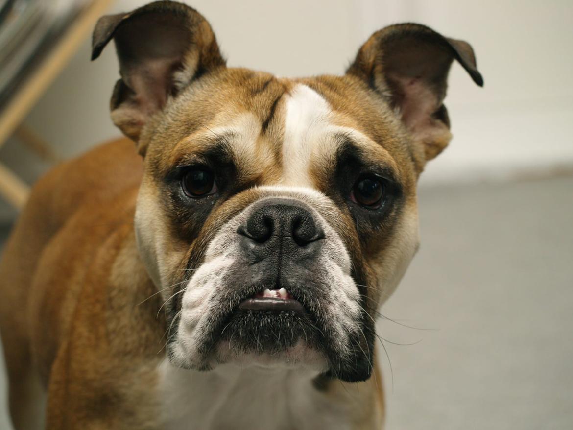 Blanding af racer Emma - Fra sommeren 2012, 1 år billede 12