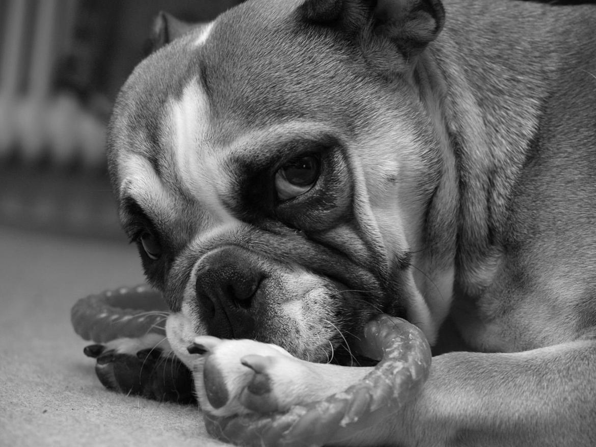 Blanding af racer Emma billede 10