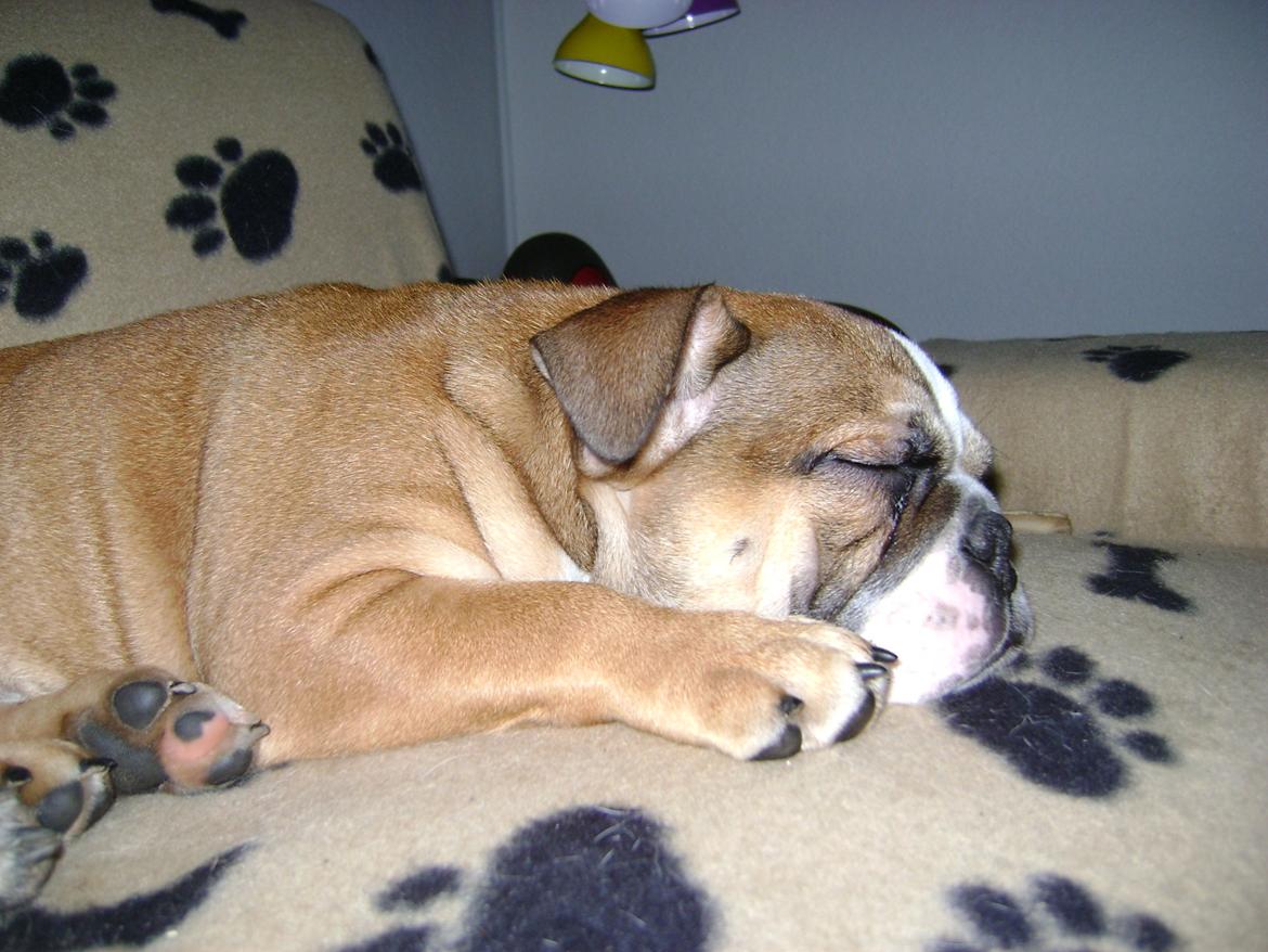 Blanding af racer Emma billede 8