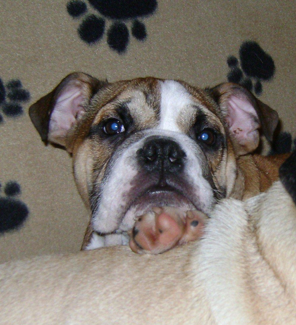 Blanding af racer Emma - Dejligt med en hovedpude (Kessler) billede 6