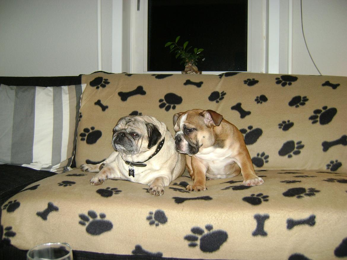 Blanding af racer Emma - Hvor er hun dog lille på det her billede:o) ca. 6 kg billede 3