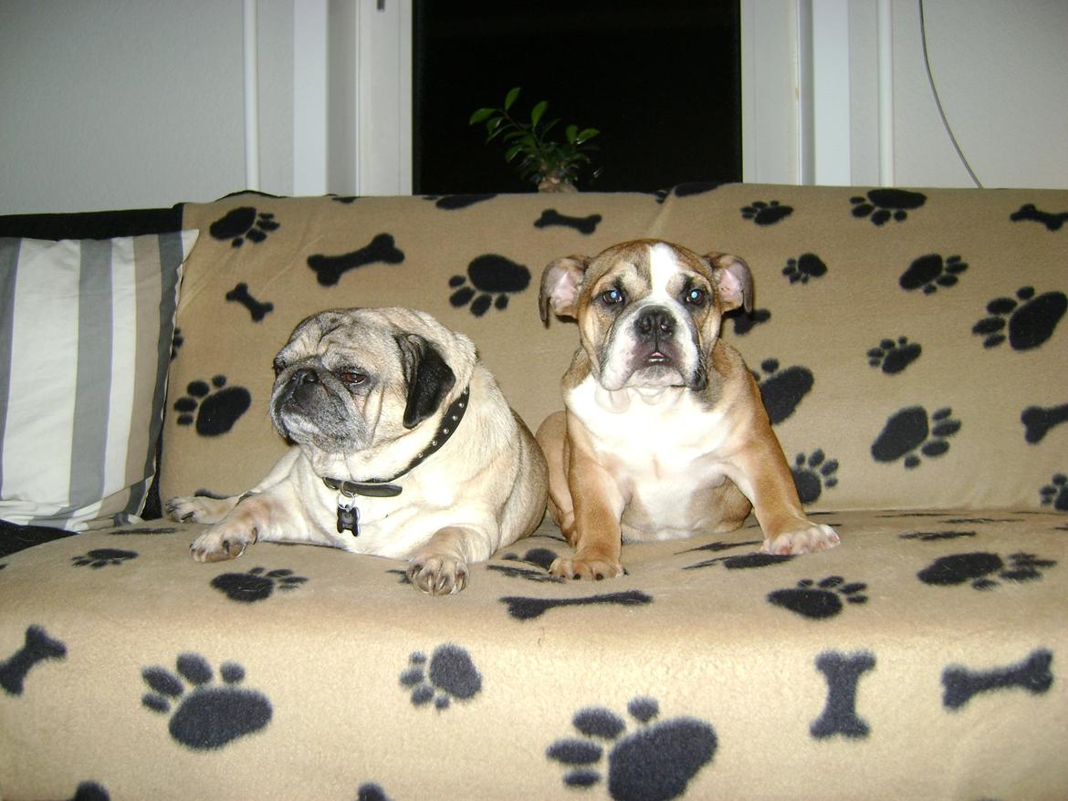 Blanding af racer Emma billede 4