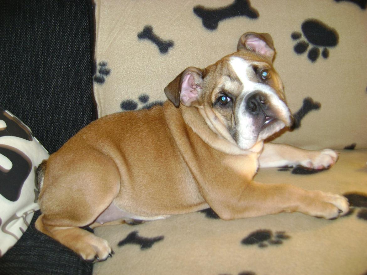 Blanding af racer Emma billede 9