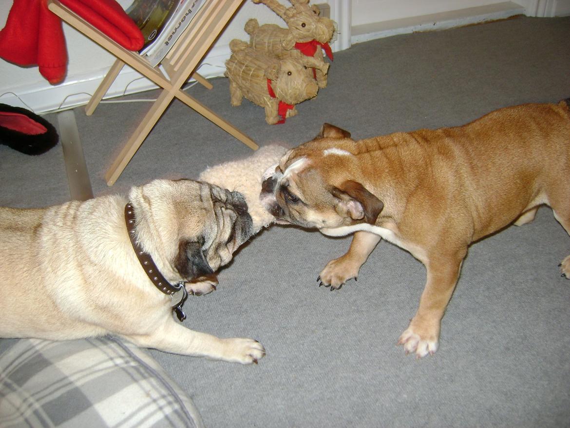 Blanding af racer Emma billede 13