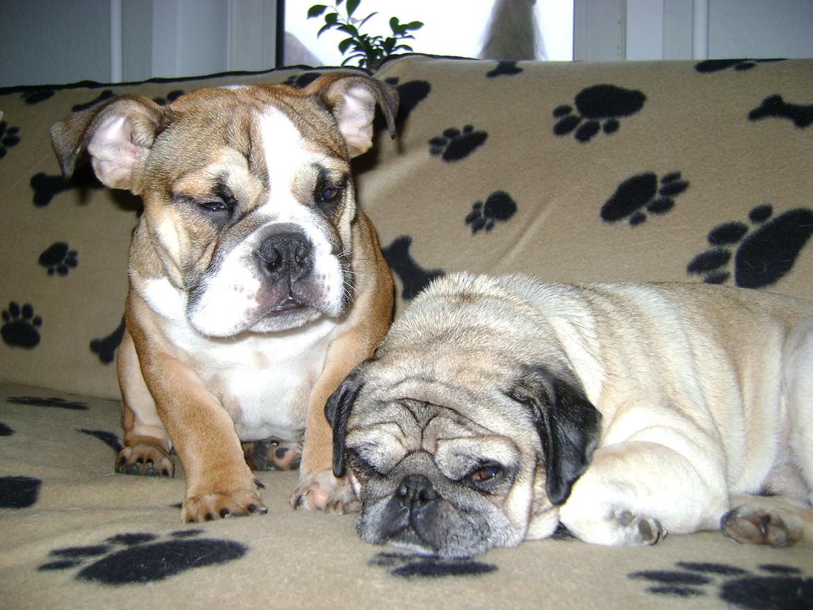 Blanding af racer Emma billede 7