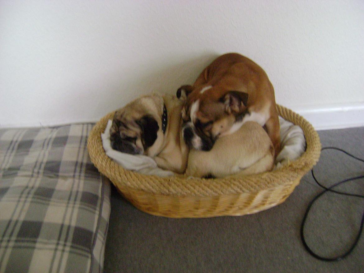 Blanding af racer Emma billede 14