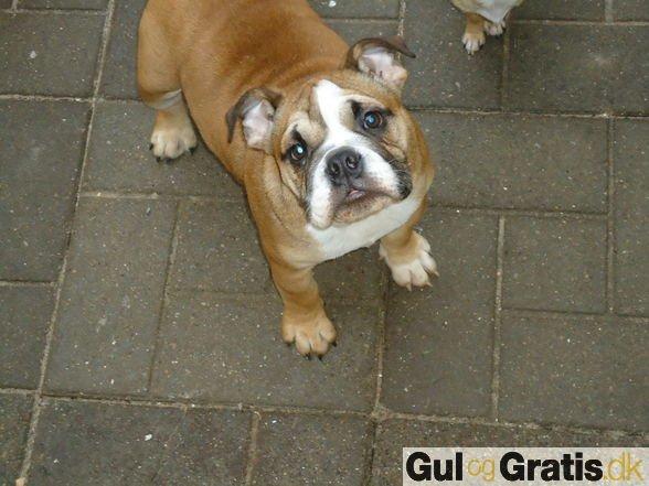 Blanding af racer Emma - Her er første gang hvor jeg så Emma (Buffy som hed inden vi fik hende) Lille charmetrold:o) ca. 6 mdr. billede 1