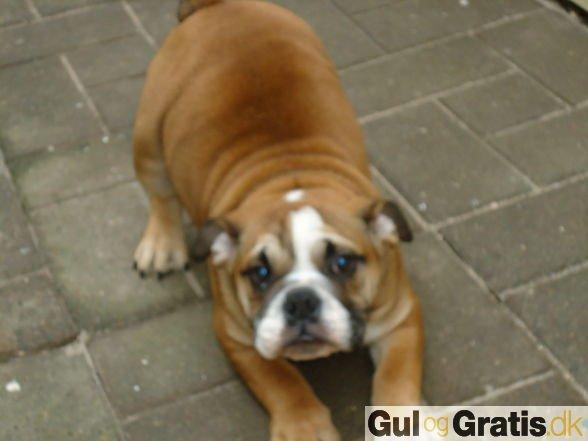 Blanding af racer Emma - november 2011, 5 mdr. gamle. billede 2