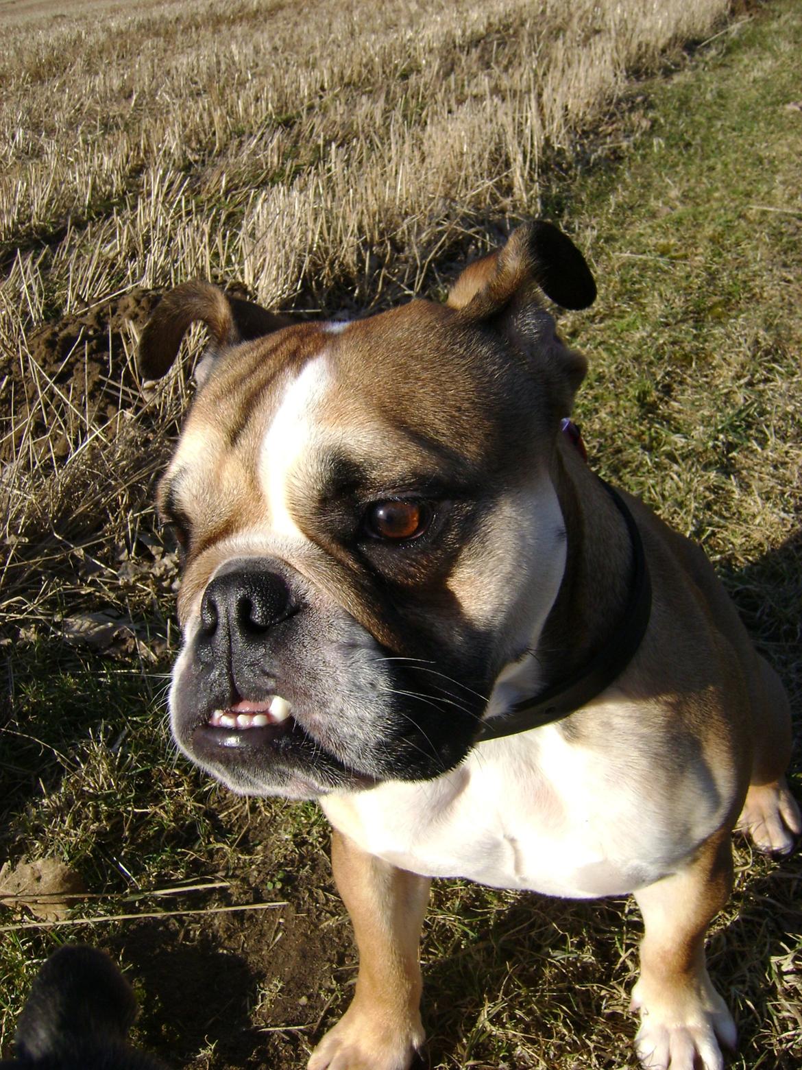 Blanding af racer Emma billede 15