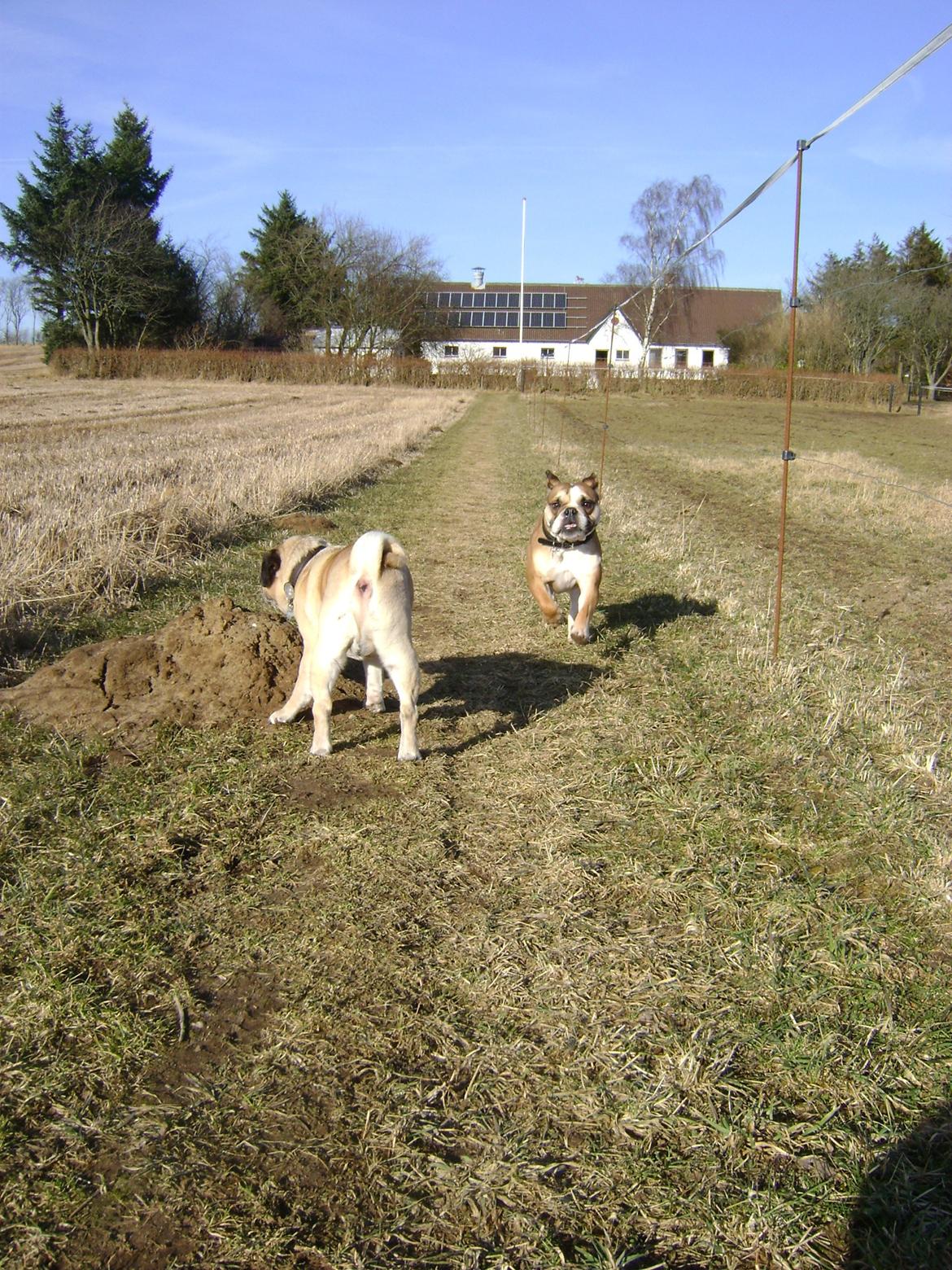 Blanding af racer Emma billede 16