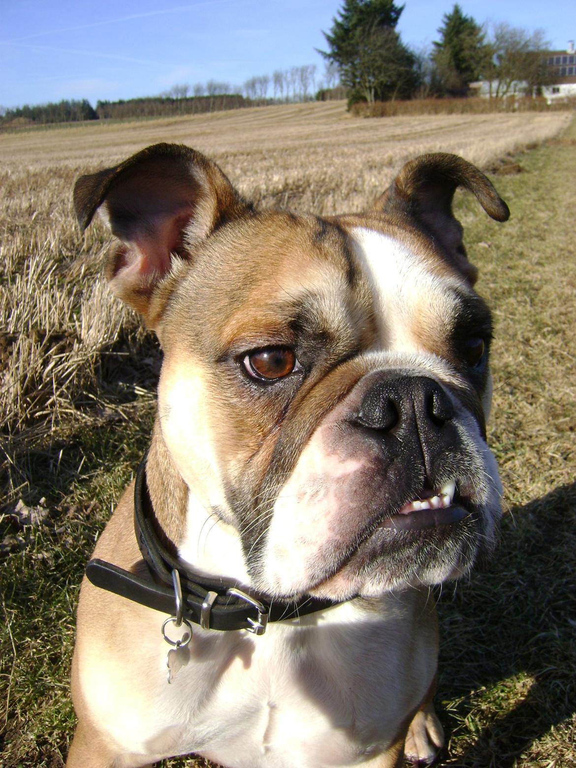 Blanding af racer Emma - Foråret 2013, 1 1/2 år. billede 17
