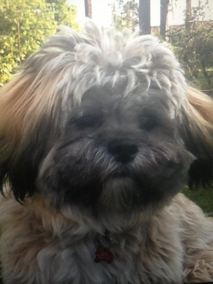 Lhasa apso Donna billede 1