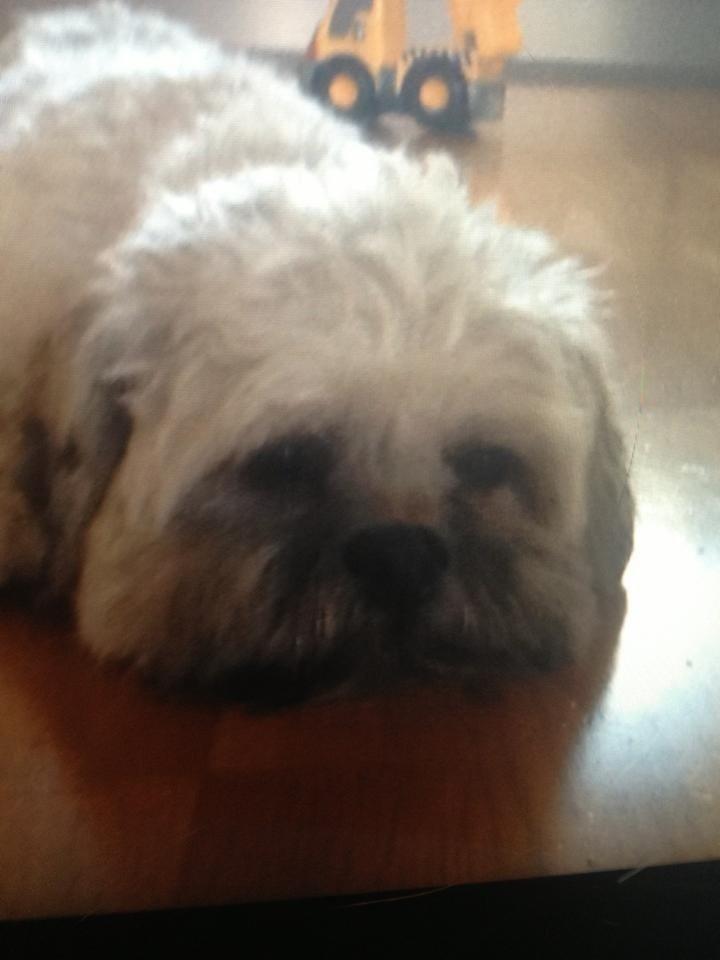 Lhasa apso Donna billede 2