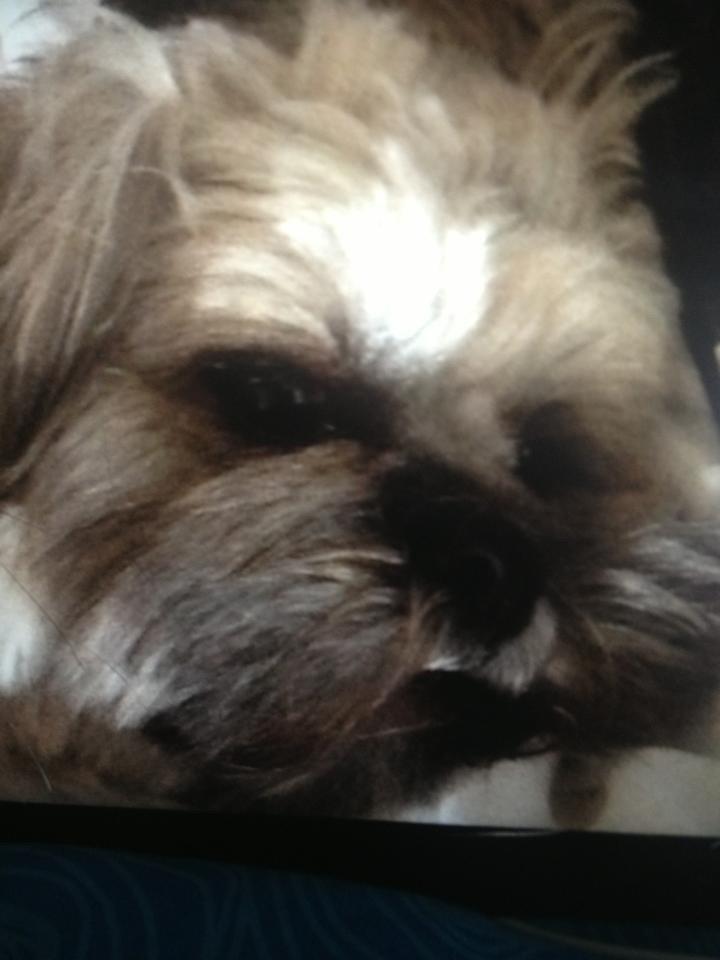 Lhasa apso Donna billede 3