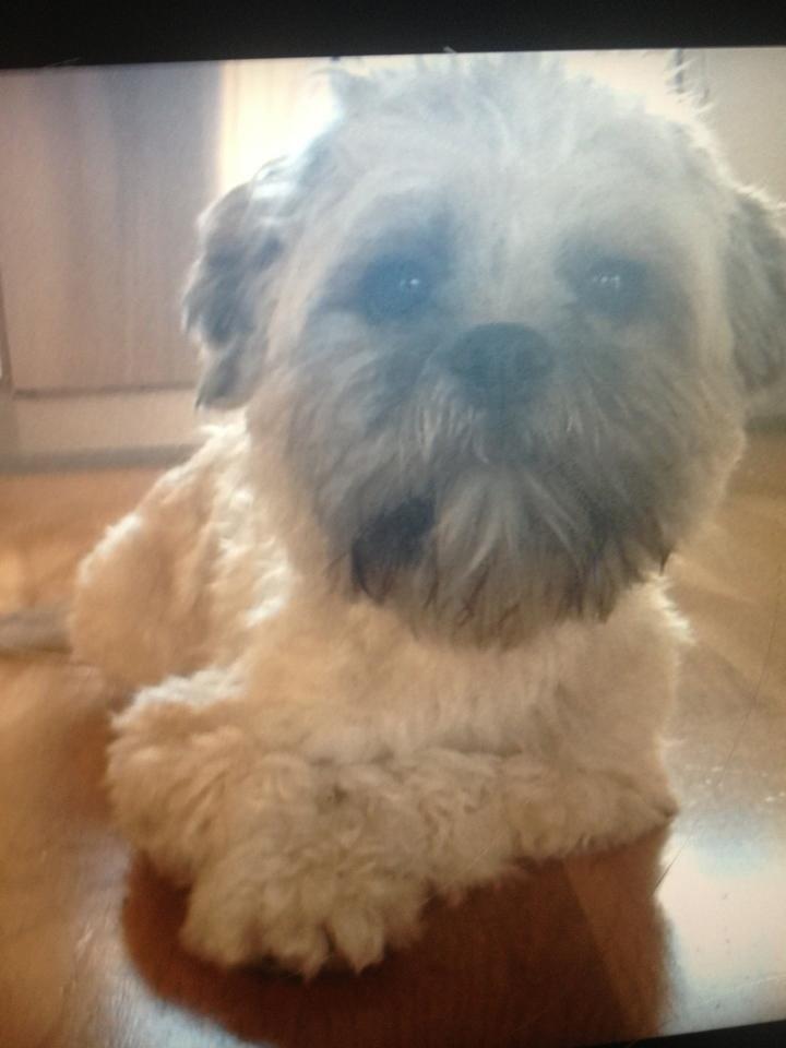 Lhasa apso Donna billede 4