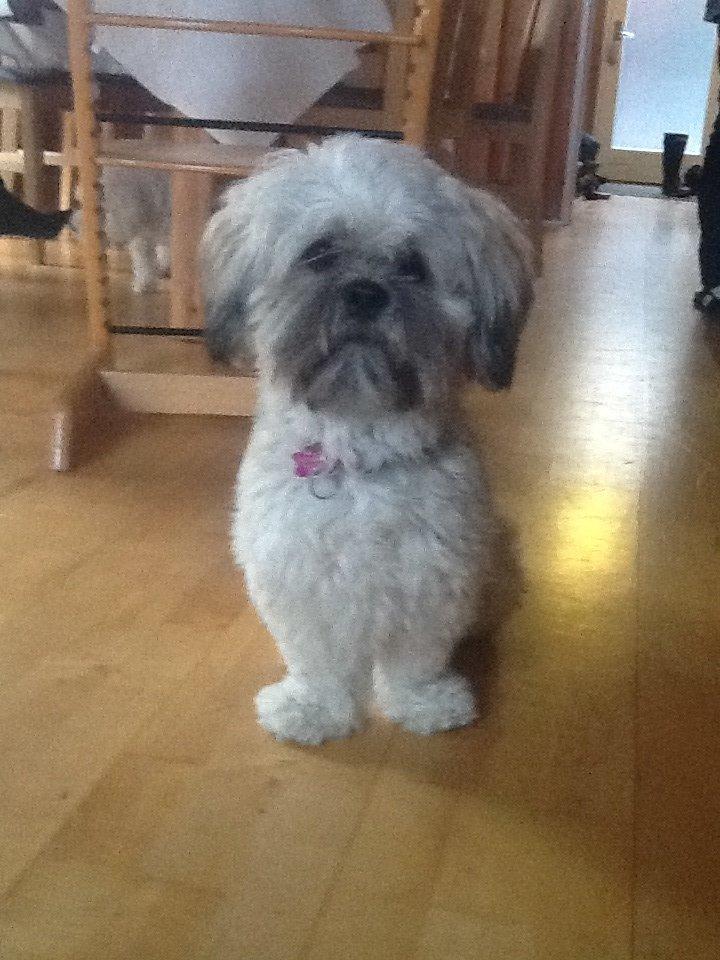 Lhasa apso Donna billede 5