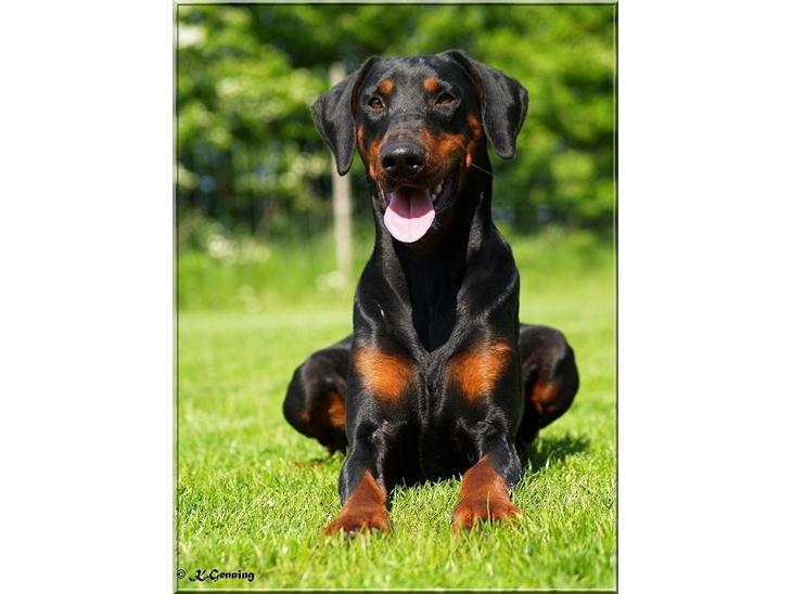 Dobermann *¤*Grace/Chica*¤* R.I.P. billede 1