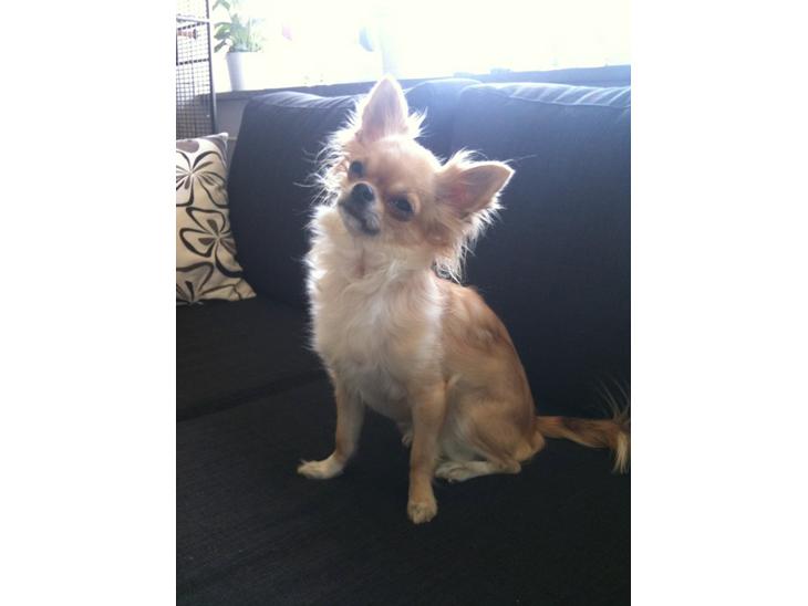 Chihuahua Ditte billede 1