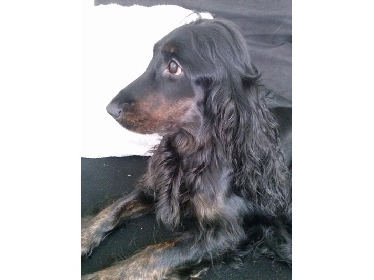 Cocker spaniel Mika (Himmel hund) billede 2
