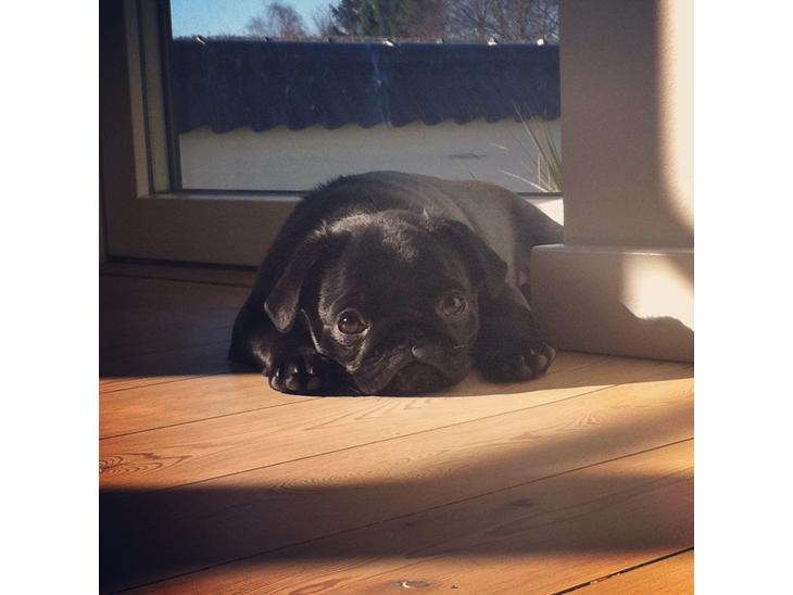 {{currentPhoto.altText}} billede {{currentPhoto.number}}