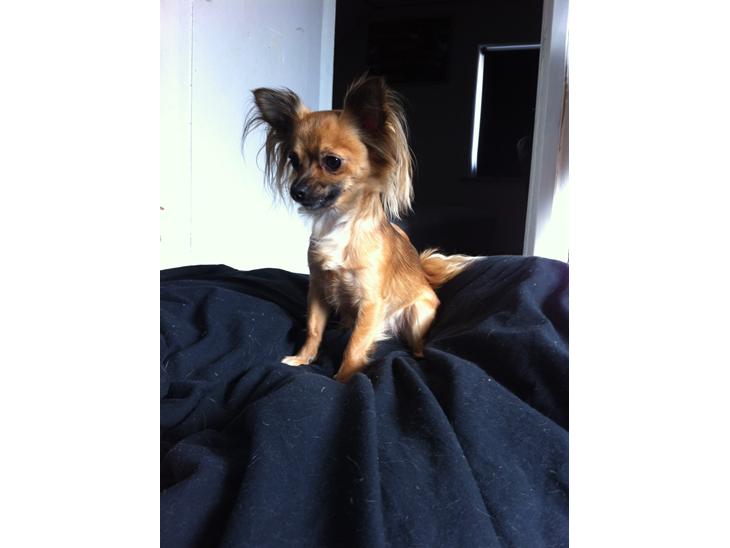 {{currentPhoto.altText}} billede {{currentPhoto.number}}