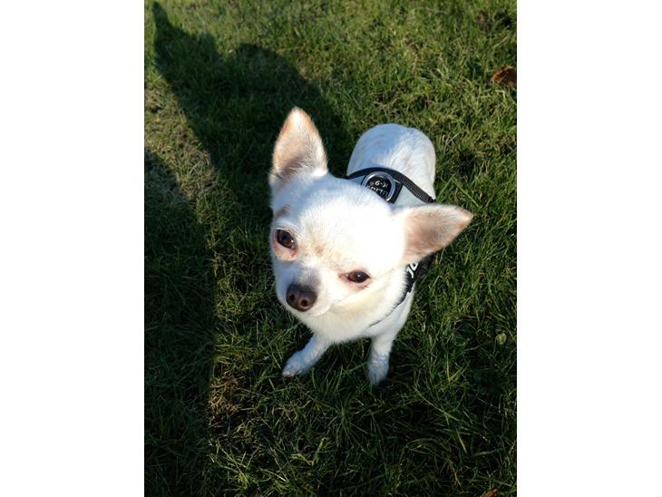 {{currentPhoto.altText}} billede {{currentPhoto.number}}