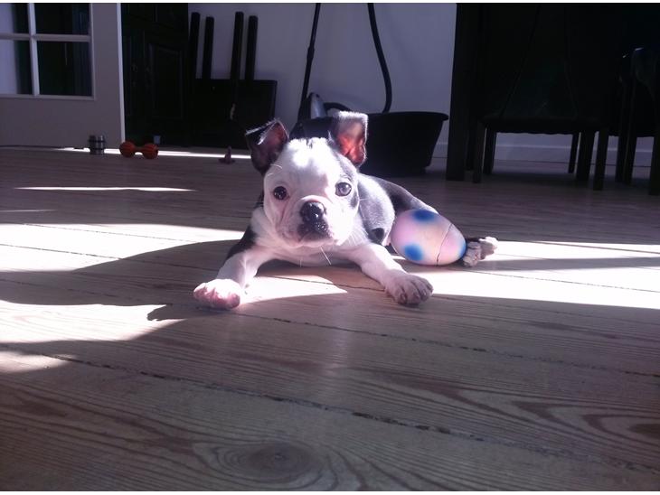 {{currentPhoto.altText}} billede {{currentPhoto.number}}