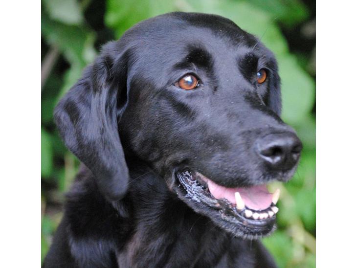 Labrador retriever * R.I.P.* Amy - Den gamle dame er still going strong trods sygdom. billede 1