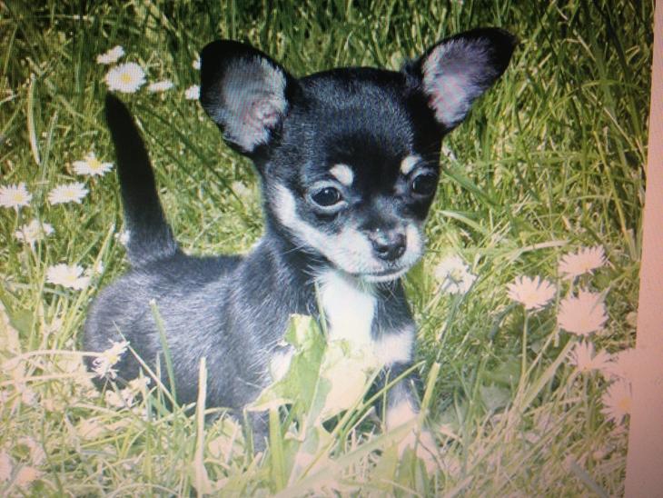 {{currentPhoto.altText}} billede {{currentPhoto.number}}