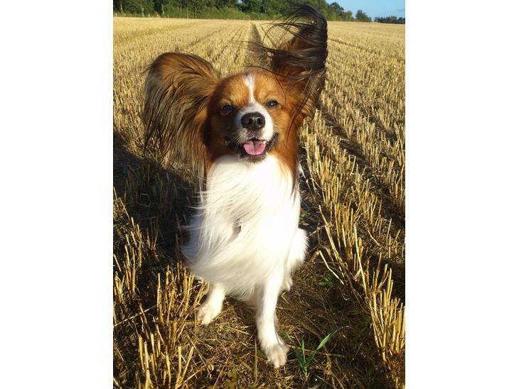 Papillon Gallinas Ninja (Liam) - Velkommen! billede 1