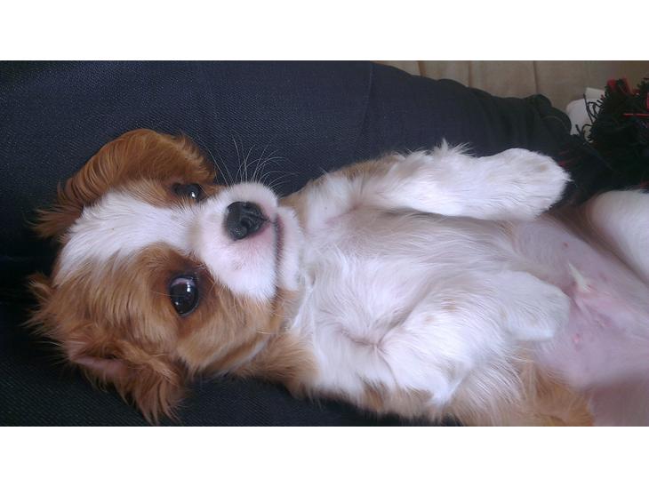 Cavalier king charles spaniel Luca (Timon's Fabulous Wolverine) - Så bliver det ikke mere nuttet! 9 uger gammel. billede 1