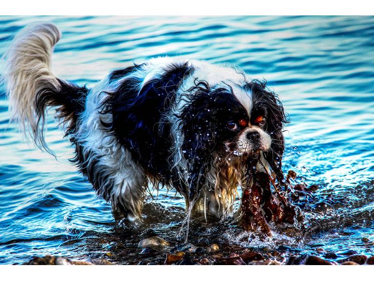 Cavalier king charles spaniel Bergkamp - Himmelhund billede 1
