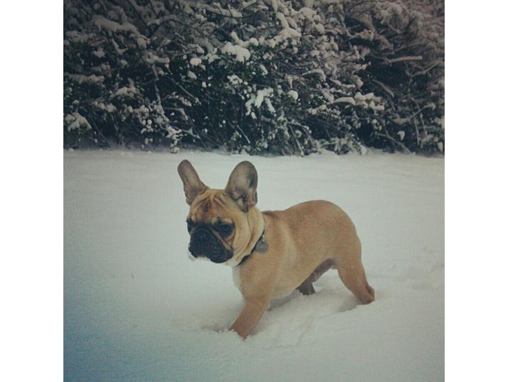 {{currentPhoto.altText}} billede {{currentPhoto.number}}