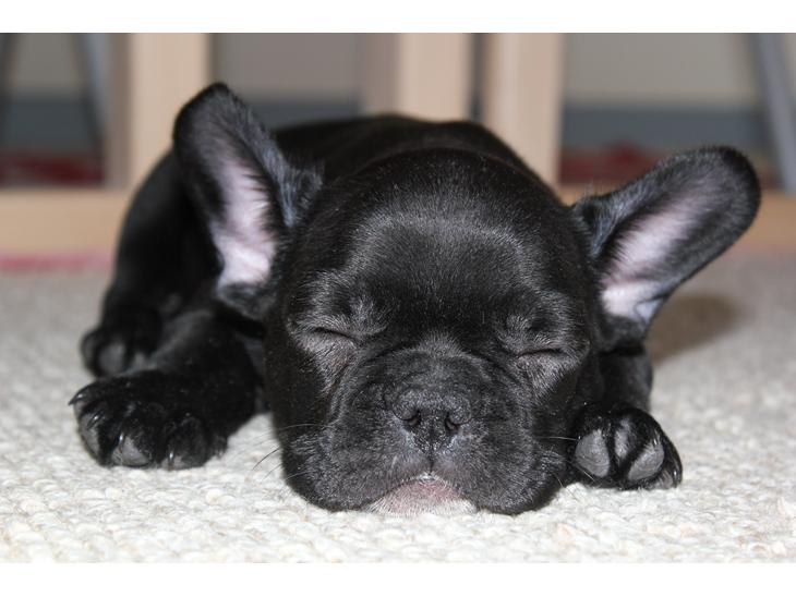 Fransk bulldog Marley billede 1