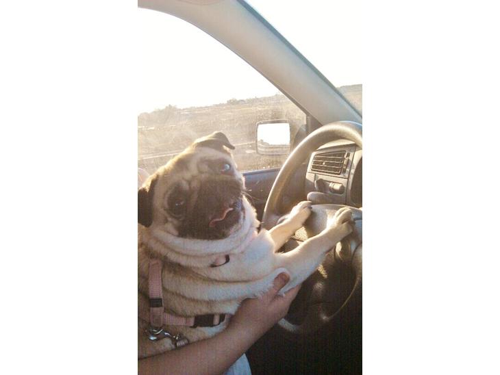 {{currentPhoto.altText}} billede {{currentPhoto.number}}