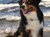 Miniature American Shepherd Nice Start (Nicen)