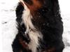Berner sennenhund Zeon
